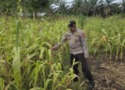 Polsek Bonai Darussalam Intensifkan Pendampingan Petani Jagung di Desa Kasang Mungkal, Perkuat Swasembada Pangan Nasional