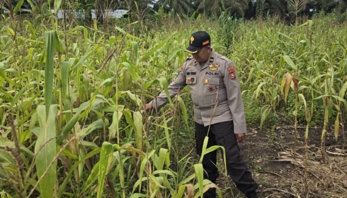 Polsek Bonai Darussalam Intensifkan Pendampingan Petani Jagung di Desa Kasang Mungkal, Perkuat Swasembada Pangan Nasional