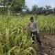 Polsek Bonai Darussalam Intensifkan Pendampingan Petani Jagung di Desa Kasang Mungkal, Perkuat Swasembada Pangan Nasional