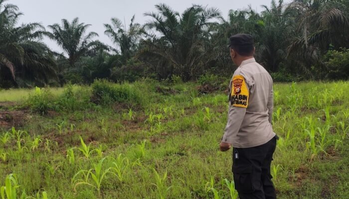 Polsek Rokan IV Koto Kawal Pertumbuhan Jagung di Lubuk Bendahara, Perkuat Swasembada Pangan Nasional