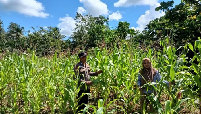 Polsek Rokan IV Koto Dampingi Petani Tingkatkan Produksi Jagung di Desa Suligi Dukung Ketahanan Pangan Nasional