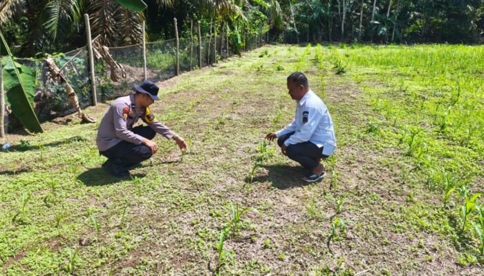 Polsek Rokan IV Koto Pantau Pertumbuhan Jagung di Desa Tibawan, Perkuat Ketahanan Pangan Nasional