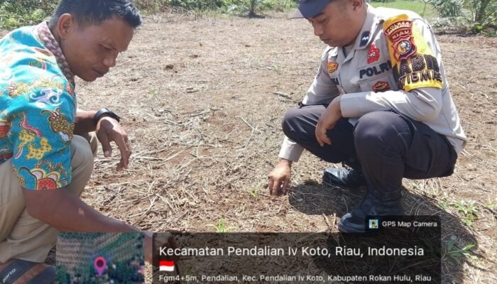 Polsek Rokan IV Koto Pantau Fase Awal Pertumbuhan Jagung di Desa Sei Kandis, Perkuat Swasembada Pangan Nasional