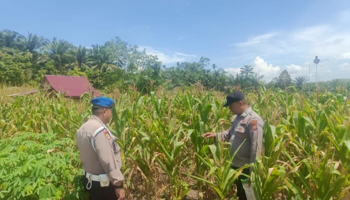 Polsek Rambah Hilir Dampingi Petani Jagung Desa Sejati Hadapi Tantangan Cuaca, Perkuat Ketahanan Pangan Nasional
