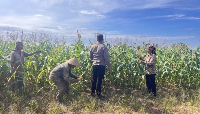 Polres Rokan Hulu Cek Perkembangan Jagung di Lahan 6 Hektare, Perkuat Dukungan Ketahanan Pangan Nasional
