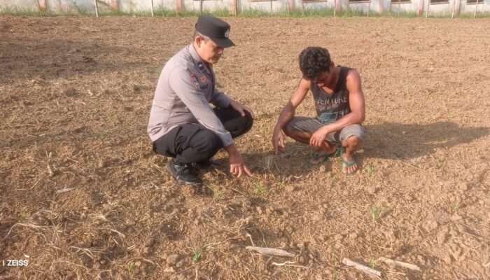 Polsek Rokan IV Koto Tekankan Perawatan Jagung di Desa Sikebau Jaya Demi Ketahanan Pangan Nasional