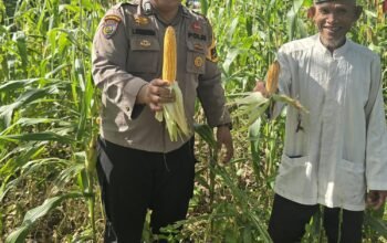 Polsek Bonai Darussalam Dukung Ketahanan Pangan Nasional, Jagung Hibrida di Desa Kasang Mungkal Mulai Berbuah