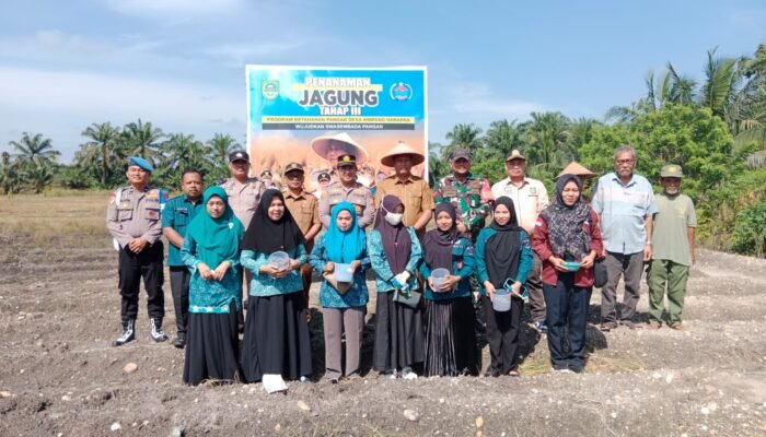 Polsek Tambusai Utara dan Pemdes Simpang Harapan Perkuat Swasembada Pangan Nasional, Tanam Jagung Hibrida di Lahan 1,7 Hektare