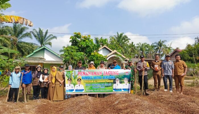 Polsek Rokan IV Koto Kawal Pertanian Modern Jagung Pipil di Pendalian Perkuat Swasembada Pangan Nasional