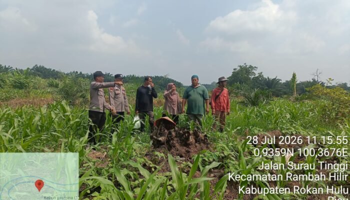 Polsek Rambah Hilir Kawal Pertumbuhan Jagung Hibrida Fase Vegetatif di Desa Rambah, Perkuat Swasembada Pangan Nasional