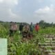 Polsek Rambah Hilir Kawal Pertumbuhan Jagung Hibrida Fase Vegetatif di Desa Rambah, Perkuat Swasembada Pangan Nasional