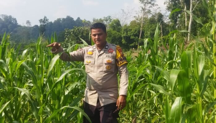 Polsek Rokan IV Koto Pantau Tanaman Jagung di Cipang Kiri Hilir, Perkuat Kemandirian Pangan Menuju Swasembada Nasional