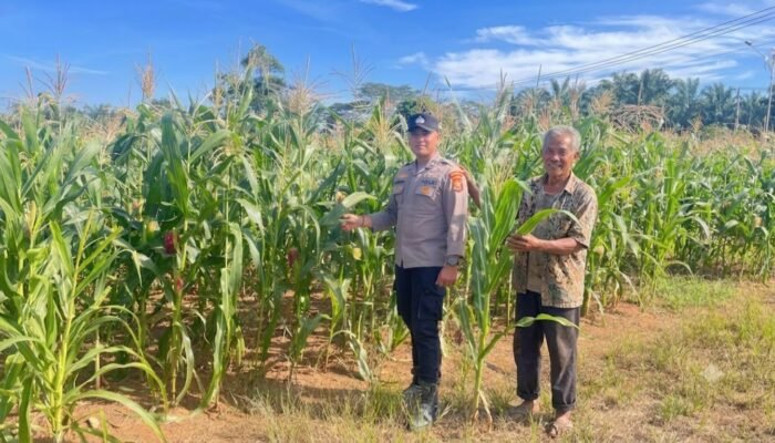 Polres Rokan Hulu Monitoring Jagung Usia 64 Hari, Opimalisasi Program Ketahanan Pangan Nasional