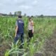 Polsek Kepenuhan Pantau Jagung Hibrida, Dukung Panen Maksimal demi Swasembada Pangan Nasional