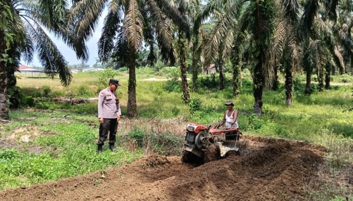 Polsek Kabun Kawal Pengolahan Lahan Jagung, Perkuat Ketahanan Pangan Nasional di Desa Batulangkah Besar