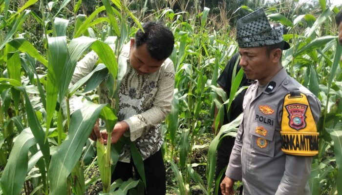 Polsek Tambusai Utara Pantau Ketahanan Pangan Jagung Hibrida di Desa Pagar Mayang, Panen Diperkirakan Akhir Agustus