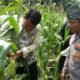 Polsek Tambusai Utara Pantau Ketahanan Pangan Jagung Hibrida di Desa Pagar Mayang, Panen Diperkirakan Akhir Agustus