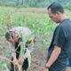Dari Lahan 2 Hektare, Polsek Rokan IV Koto Dorong Ketahanan Pangan di Cipang Kiri Hulu
