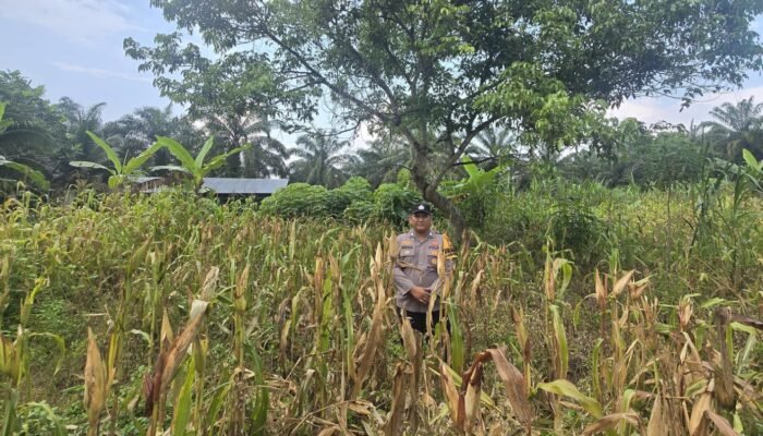 Polsek Bonai Darussalam Pantau Jagung Siap Panen di Desa Kasang Mungkal, Perkuat Swasembada Pangan Nasional 
