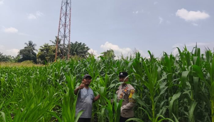Meski Curah Hujan Tinggi, Polsek Tambusai Utara Terus Pantau Ketahanan Pangan Jagung Monokultur di Desa Bangun Jaya