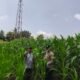 Meski Curah Hujan Tinggi, Polsek Tambusai Utara Terus Pantau Ketahanan Pangan Jagung Monokultur di Desa Bangun Jaya