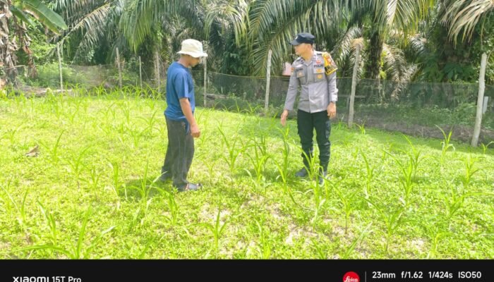 Polsek Rokan IV Koto Kawal Pertumbuhan Jagung di Tibawan, Percepat Terwujudnya Swasembada Pangan Nasional