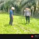 Polsek Rokan IV Koto Kawal Pertumbuhan Jagung di Tibawan, Percepat Terwujudnya Swasembada Pangan Nasional
