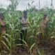 Satu Langkah Menuju Swasembada Pangan, Polsek Tambusai Utara Kawal Jagung Mahato Sakti Meski Diuji Curah Hujan