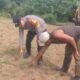 Polsek Rokan IV Koto Tingkatkan Pemantauan Jagung Desa Sikebau Jaya sebagai Dukungan terhadap Ketahanan Pangan Nasional 