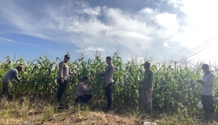 Polres Rokan Hulu Cek Tanaman Jagung 77 Hari, Perkuat Dukungan Ketahanan Pangan Nasional