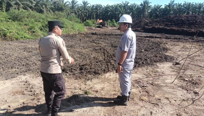 Polsek Tambusai Utara Perkuat Stabilitas Pangan melalui Lahan Jagung PT Naga Mas, Dukung Ketahanan Pangan Nasional
