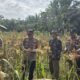 Polsek Bonai Darussalam Dampingi Panen Jagung di Kasang Mungkal, Dukung Swasembada Pangan Nasional