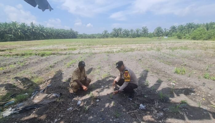 Hadapi Kemarau dan Serangan Hama, Polsek Tambusai Utara Kawal Ketahanan Pangan Jagung di Simpang Harapan