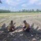 Hadapi Kemarau dan Serangan Hama, Polsek Tambusai Utara Kawal Ketahanan Pangan Jagung di Simpang Harapan