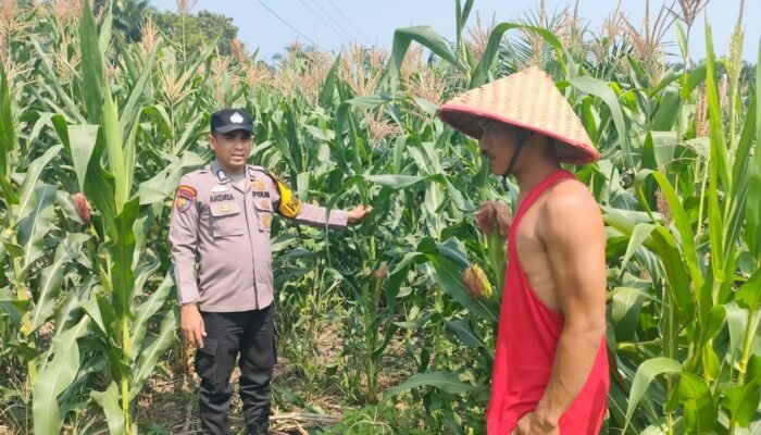 Polsek Kepenuhan Perkuat Swasembada Pangan melalui Mekanisasi Pertanian di Kasimang