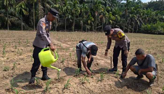 Polsek Kunto Darussalam Dukung Pertanian Jagung Kembang Damai Perkuat Ketahanan Pangan Nasional