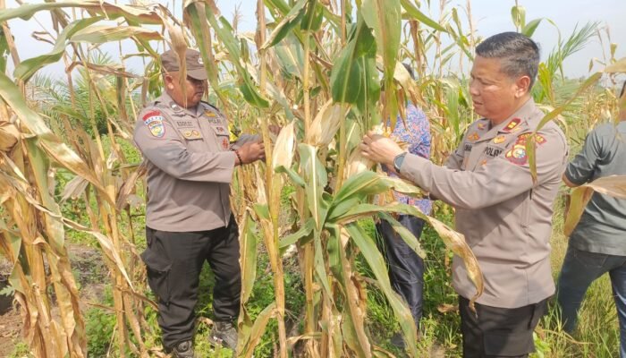 Polsek Kabun Panen 600 Kg Jagung, Perkuat Pasokan Pangan Wujud Swasembada Pangan Nasional