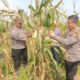 Polsek Kabun Panen 600 Kg Jagung, Perkuat Pasokan Pangan Wujud Swasembada Pangan Nasional