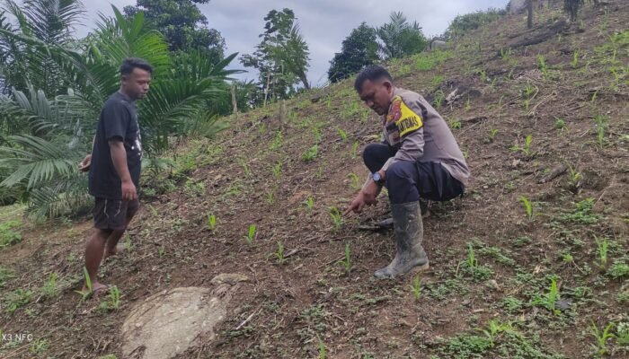 Polsek Rokan IV Koto Kawal Pemeliharaan Jagung di Tanjung Medan Perkuat Swasembada Pangan