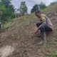 Polsek Rokan IV Koto Kawal Pemeliharaan Jagung di Tanjung Medan Perkuat Swasembada Pangan