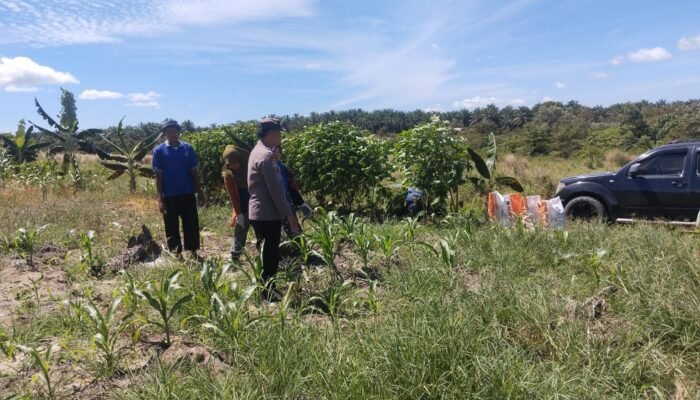 Polsek Tambusai Utara Pastikan Pendampingan Petani Mahato hingga Panen, Perkuat Swasembada Pangan Nasional