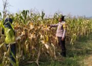 Polsek Rambah Cek Pertumbuhan Jagung Pipil, Dukung Program Ketahanan Pangan di Lahan 6 Hektare