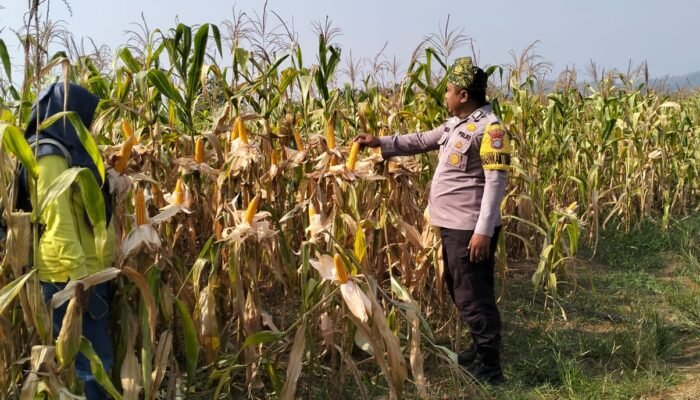 Polsek Rambah Cek Pertumbuhan Jagung Pipil, Dukung Program Ketahanan Pangan di Lahan 6 Hektare