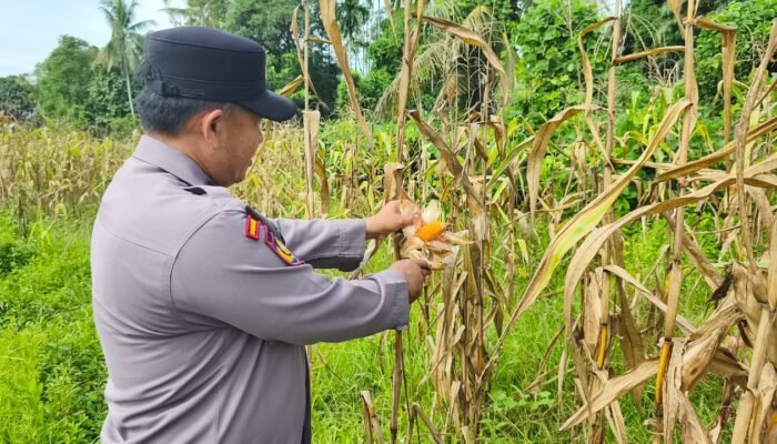 Jelang Panen, Polsek Rokan IV Koto Perkuat Ketahanan Pangan di Rokan Koto Ruang