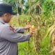 Jelang Panen, Polsek Rokan IV Koto Perkuat Ketahanan Pangan di Rokan Koto Ruang