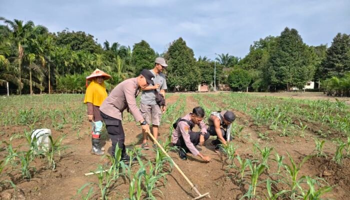 Polsek Kunto Darussalam Sisir Lahan Jagung, Langkah Nyata Menjaga Ketahanan Pangan