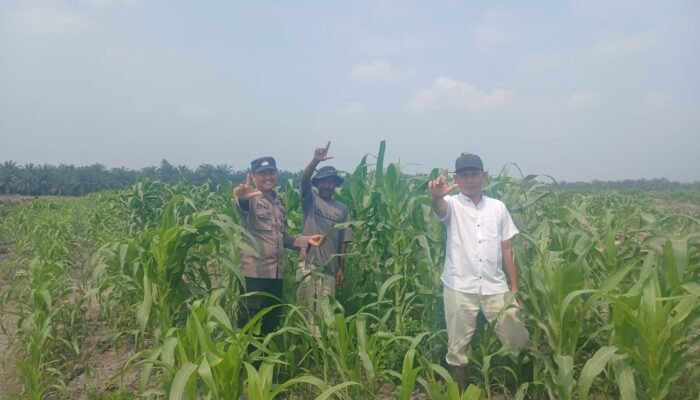 Dukung Swasembada Pangan, Polsek Kepenuhan Pantau Pertumbuhan Jagung Hibrida di Lahan PT BSM