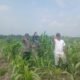 Dukung Swasembada Pangan, Polsek Kepenuhan Pantau Pertumbuhan Jagung Hibrida di Lahan PT BSM