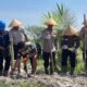 Polsek Tambusai Gandeng Kelompok Tani Tanam Jagung Pipil Kuartal III, Dukung Ketahanan Pangan Nasional
