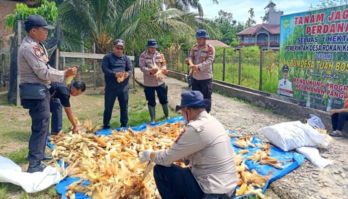 Panen 500 Kg Jagung di Koto Ruang, Polsek Rokan IV Koto Perkuat Ketahanan Pangan Nasional